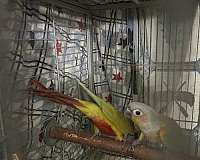 green-cheek-conure-for-sale