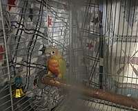 bird-for-sale-in-layton-ut