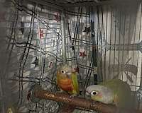 adult-green-cheek-conure-for-sale