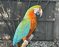 hybrid-macaw-for-sale-in-roseville-ca