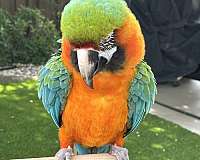 hybrid-macaw-for-sale