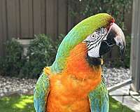 large-hybrid-macaw-for-sale