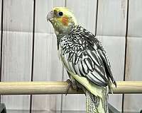 cockatiel-for-sale-in-toney-al