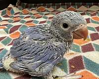 male-female-bird-for-sale-in-north-huntingdon-pa