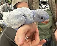 parrot-for-sale