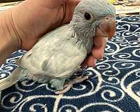 parrot-for-sale-in-north-huntingdon-pa