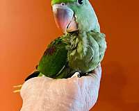 parrot-for-sale