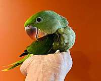 parrot-for-sale-in-north-huntingdon-pa