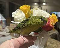 lineolated-parakeet-for-sale