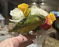 lineolated-parakeet-for-sale-in-layton-ut