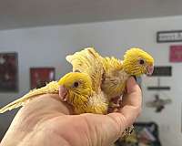 lineolated-parakeet-for-sale-in-layton-ut