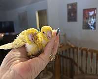 baby-lineolated-parakeet-for-sale