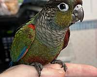 conure-for-sale-in-port-charlotte-fl