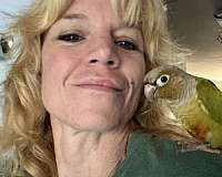 conure-for-sale-in-port-charlotte-fl