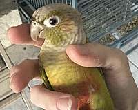 crimson-bird-for-sale-in-port-charlotte-fl