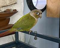red-bird-for-sale-in-port-charlotte-fl