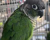 mixed-bird-for-sale-in-port-charlotte-fl