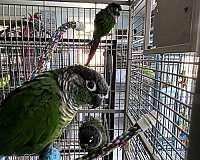 companion-bird-for-sale-in-port-charlotte-fl