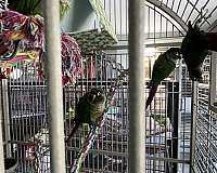 conure-for-sale