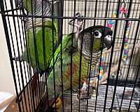 green-conure-for-sale