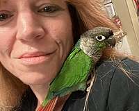 conure-for-sale-in-port-charlotte-fl