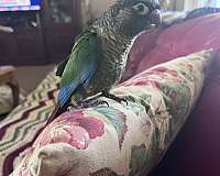 conure-for-sale-in-port-charlotte-fl