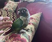 green-conure-for-sale