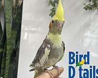 cockatiel-for-sale-in-hillside-nj