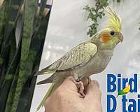 cockatiel-for-sale