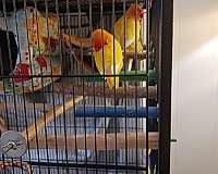 orange-bird-for-sale-in-georgetown-tx