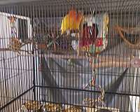 peach-bird-for-sale-in-georgetown-tx