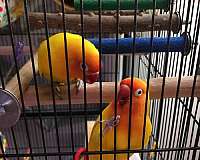 peach-faced-lovebird-for-sale