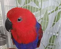 eclectus-parrots-for-sale-in-nevada