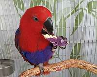 eclectus-parrots-for-sale