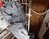 african-grey-parrot-for-sale