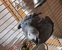 grey-red-african-grey-parrot-for-sale