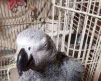 grey-red-bird-for-sale