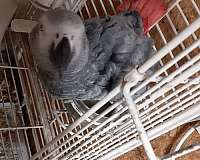 medium-grey-red-bird-for-sale