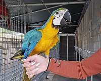 macaw-blue-gold-macaw-for-sale-in-homestead-fl