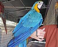 gold-bird-for-sale-in-homestead-fl