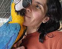 blue-gold-macaw-for-sale