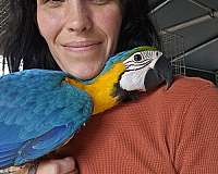 blue-blue-gold-macaw-for-sale