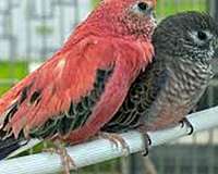 pink-bird-for-sale-in-pleasant-hill-mo