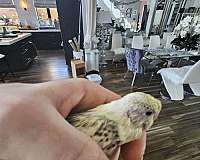 budgerigar-parakeet-for-sale-in-las-vegas-nv