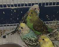 budgerigar-parakeet-for-sale