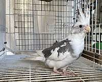 cockatiel-for-sale