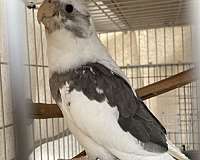 cockatiel-for-sale-in-stockton-ca