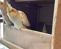 yellow-bird-for-sale-in-shepherdsville-ky