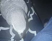 african-grey-parrot-for-sale-in-schwenksville-pa