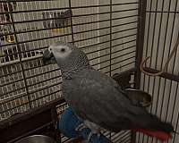 grey-bird-for-sale-in-schwenksville-pa